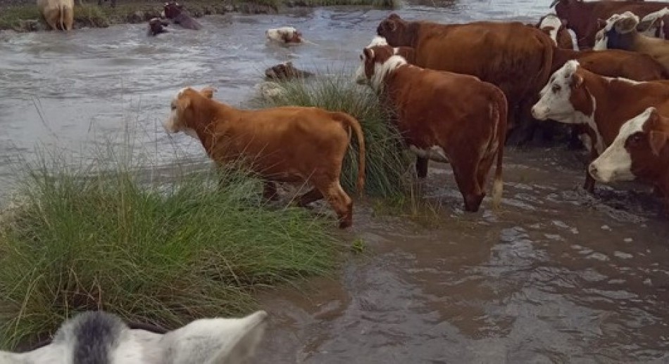 La producción ganadera al borde del colapso en Santa Fe